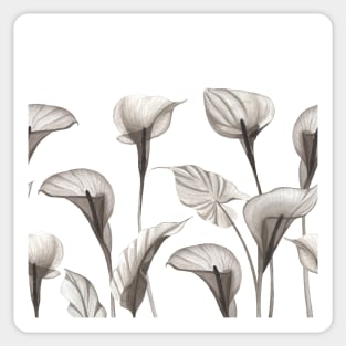 Elegant Xray Calla flowers. Tropical transparent watercolor flowers print Sticker